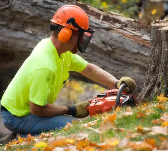 tree services Conesus Lake